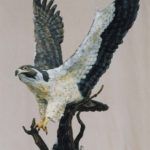 Life sized Perigrine Falcon