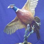Under side view of bronze pheasant
