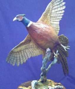 Under side view of bronze pheasant