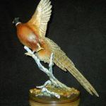 Under view of Bronze Pheasant