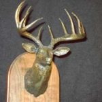 Record white tail deer in bronze